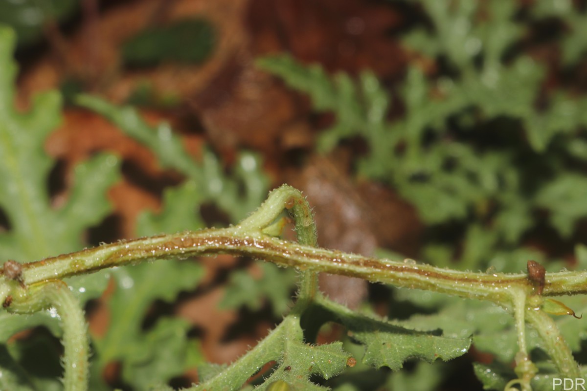 Citrullus colocynthis (L.) Schrad.